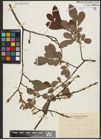 Foto von Salix aurita L.